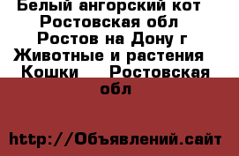 Белый ангорский кот - Ростовская обл., Ростов-на-Дону г. Животные и растения » Кошки   . Ростовская обл.